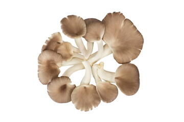 Indian Oyster Mushroom (Phoenix Mushroom or Lung Oyster) isolated on white background.