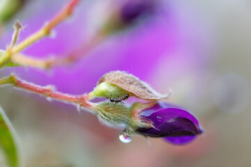 Purple flower bud with drops of water morning dew on petals and summer spring in blur nature background.