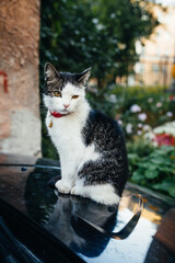 Tabby cat sitting on the hood of a car © Stepan Bugrimov/Wirestock