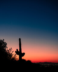 Cactus at sunset