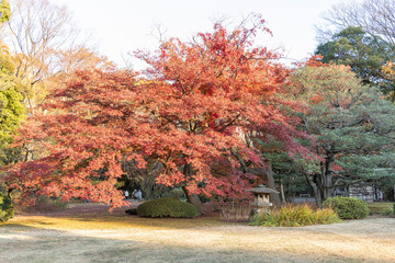 Obraz premium 六義園のモミジの紅葉