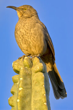 Curve-Billed Thrasher Perched on Arizona Cactus