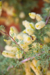 Fototapeta premium close up of hone bee pollinating wildflowers. yellow, green, and orange colors surrounding honey bee