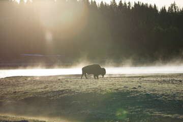 Silhouette of Bison (buffalo) on the tundra with steam coming off the river behind him. Dark hill...