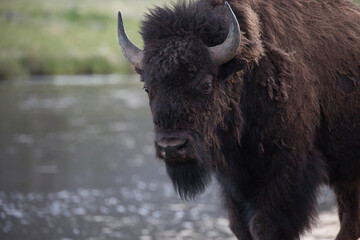 A bison staring at the camera. River flowing in the background. Snot running down the bison’s nose. Head raised up looking intently © Dennis M. Swanson