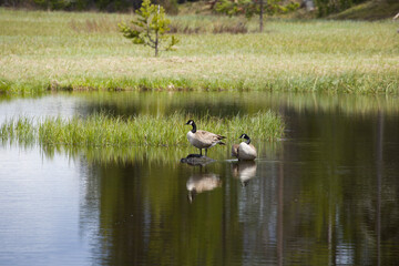 Two Canadian Geese on lake with grassy banks and reflective water
