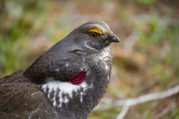 Male Dusky Grouse with bright yellow marking over eye and bright red patch on side. Bird is overall gray with some white feathers. Grand Tetons National Park.