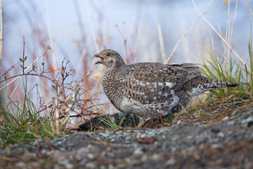 large speckled gray, brown, and white feathered Dusky Grouse hen standing on the ground in grasses and twigs with beak open looking at the camera