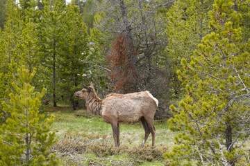 Fototapeta premium Profile of cow elk with long fur on neck and back at the end of winter. Yellowstone National Park