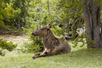 large majestic female elk with long coat of hair laying under pine trees in Yellowstone national park in early spring