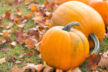 Two orange pumpkins on green grass with brown leaves scattered nearby