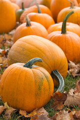 orange pumpkins on grass surrounded by brown leaves