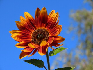 Orange sunflower close up from Little Becka variety on a background of bright blue sky