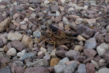 Huge crickets mating on rocks