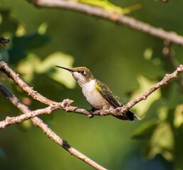 Ruby-throated humming bird