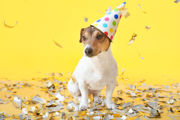 Adorable dog in party hat and with falling confetti on color background