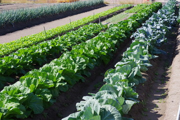 家庭菜園のキャベツ