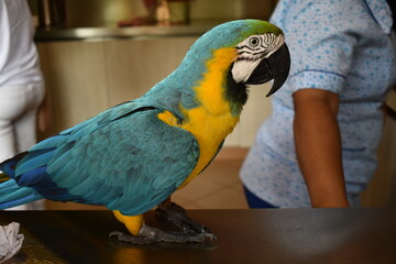 Familiar Guacamaya