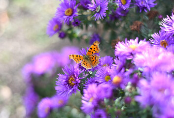 The Comma or Polygonia c-album butterfly on Japanese aster (Kalimeris incisa)