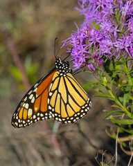 Monarch Butterfly on purple flower