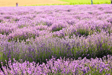 Naklejka premium Beautiful lavender field on summer day