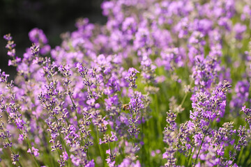 Beautiful lavender field on summer day, closeup