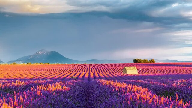 Time Lapse of Lavender field in Provence, Provence-Alpes-C&ocirc;te d&rsquo;Azur, France