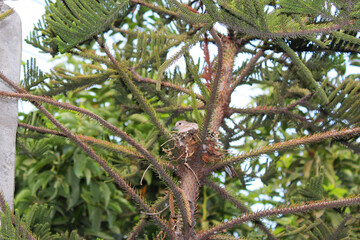 Ave en su nido sobre un arbolito