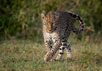 Fototapeta na wymiar A leopard in the Mara, Africa 