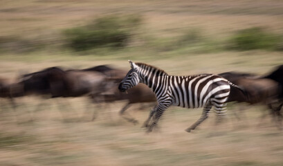 Panning photo of wildebeest and zebra running in Africa 
