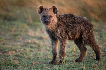 A hyena in the Mara, Africa 