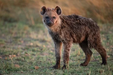 Acrylic prints Hyena A hyena in the Mara, Africa 
