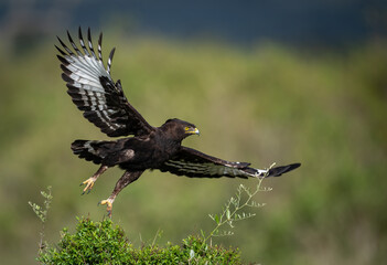 Obraz premium A long-crested eagle in Africa 