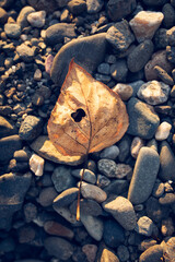 leaf on the river rocks