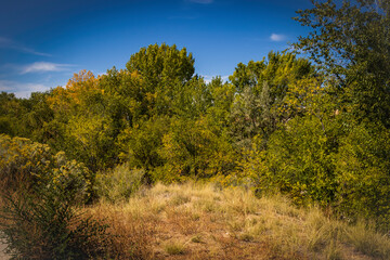 Obraz premium High Desert Beauty