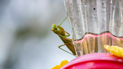 Praying mantis on hummingbird feeder searching for other insects to eat. © Will
