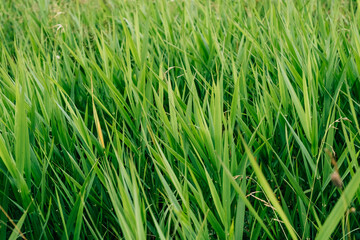 Fresh green grass texture background