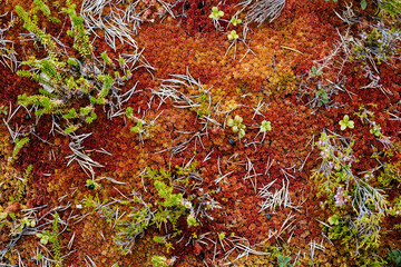 Red moss in the forest. Nature background
