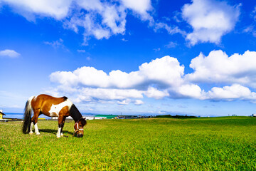 湘南公園と馬と夏雲