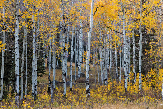 aspen forest in the Wasatch mountains of Utah