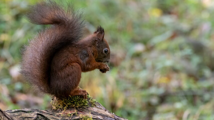 eichhörnchen, tier, säugetier, nager, natur, hübsch, rot, wild lebende tiere,