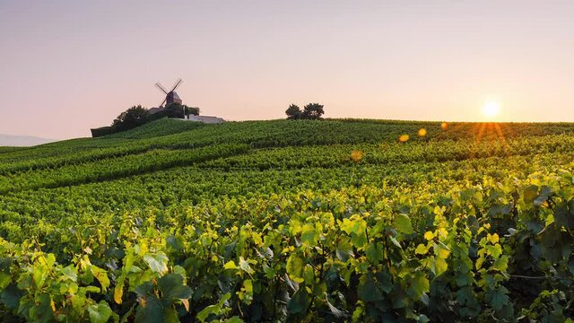 Sunrise Time Lapse of vineyard in Champagne region, Ardennes, France