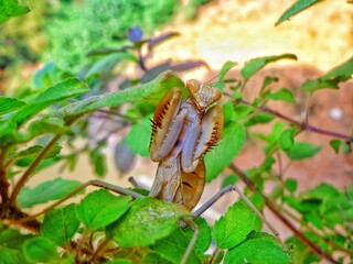 Beautifully posed PRAYING MANTIS
