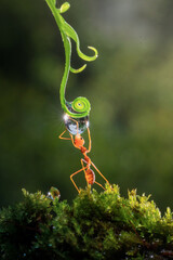 an ant is drinking a drop of water

