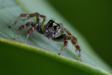 spider on a leaf