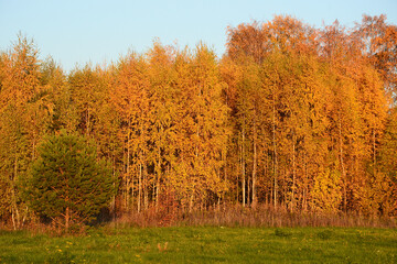 Birch forest in a sunny golden autumn day.