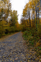 Obraz premium Autumn landscape, forest in autumn, yellow leaves. Beautiful background or screen saver on the phone and computer