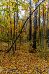 Autumn landscape, forest in autumn, yellow leaves. Beautiful background or screen saver on the phone and computer