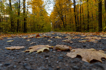 Naklejka na ściany i meble Autumn landscape, forest in autumn, yellow leaves. Beautiful background or screen saver on the phone and computer