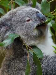 Soft warm cuddly young Koala consuming Gum Leaves.